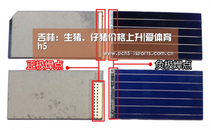 吉林：生猪、仔猪价格上升|爱体育h5